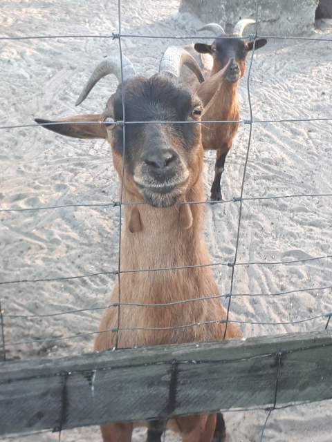 ../fotos/het_verlaat_2018/2018-07-31 19.57.14.jpg